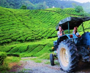 Malaysian Tea Fields